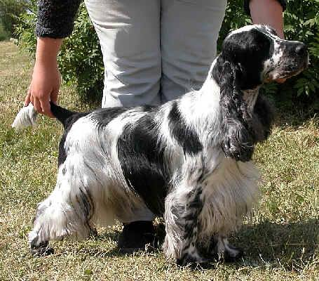 Cocker of the Year - Cockerspanielit ry