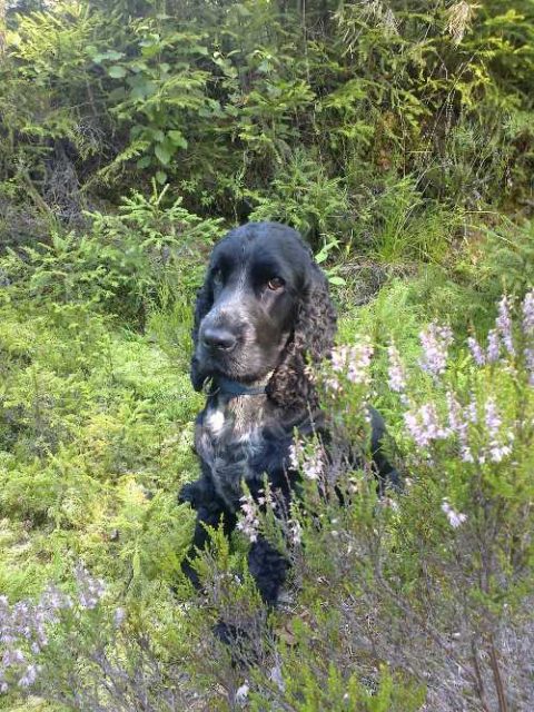 Valtakunnallinen rotujärjestö - Cockerspanielit ry